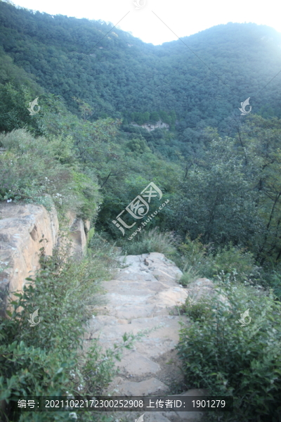 高山植被