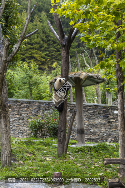四川臥龍大熊貓保護(hù)區(qū)國家公園