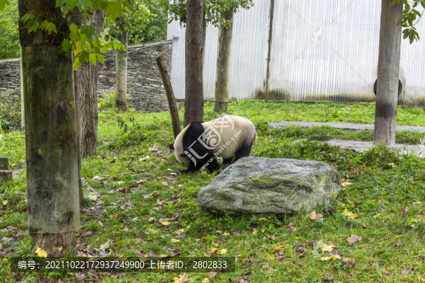 四川臥龍大熊貓保護(hù)區(qū)國家公園
