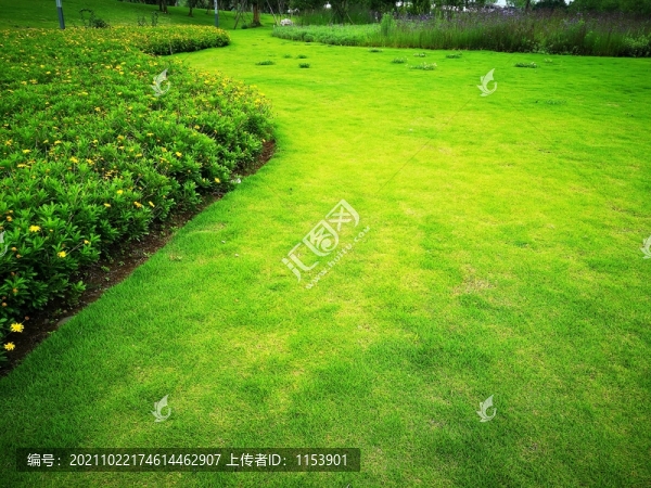 陽光草地