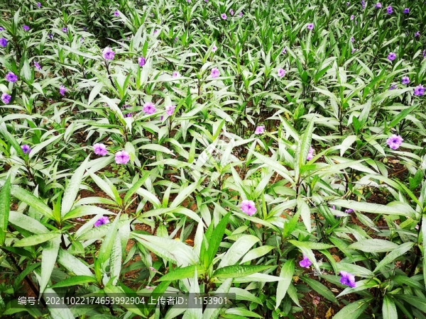 藍(lán)花草