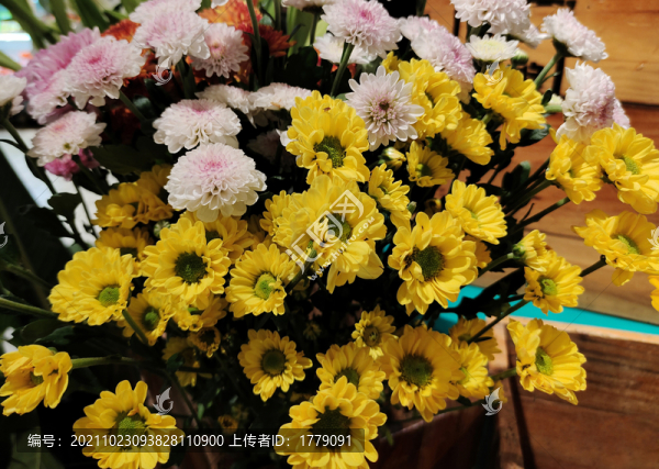 一束菊花