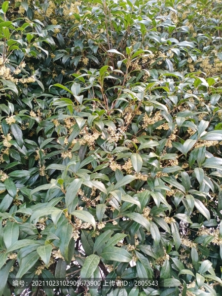 桂花