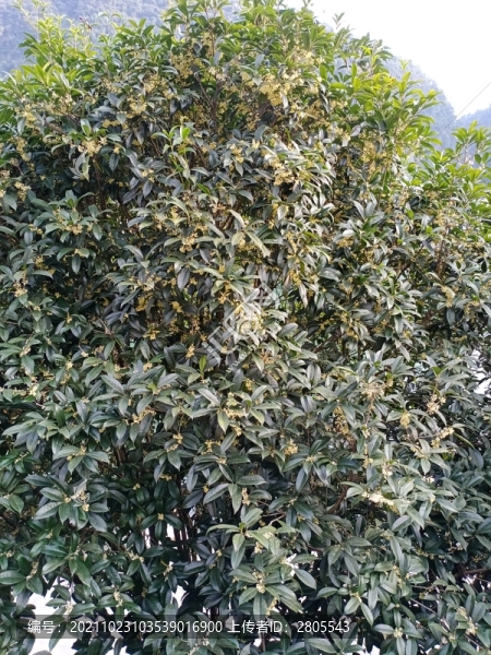 桂花