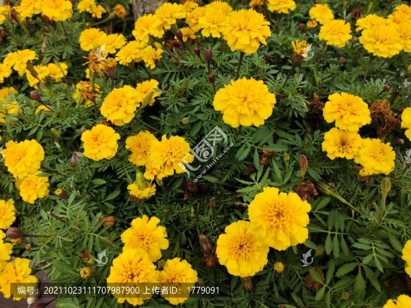 萬(wàn)壽菊