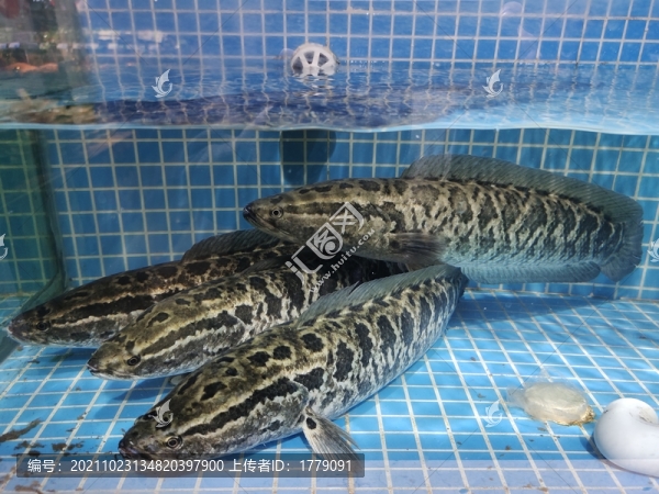 財(cái)魚