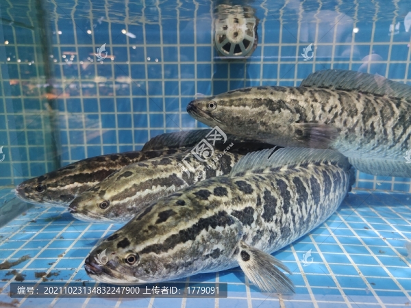 黑魚