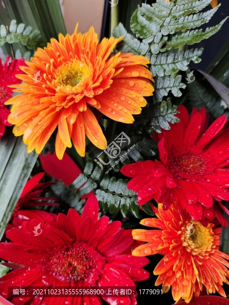 百日菊