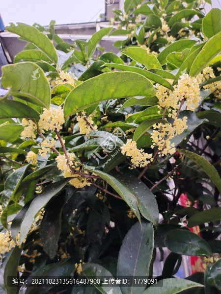 桂花樹