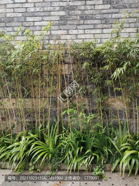景觀竹