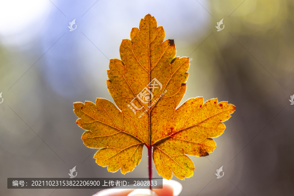 秋季植物紅葉特寫
