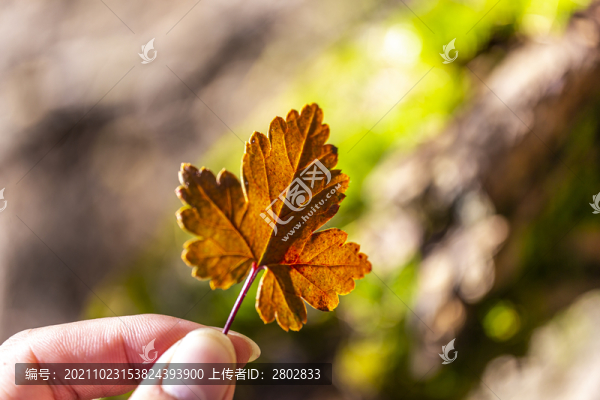 秋季植物紅葉特寫