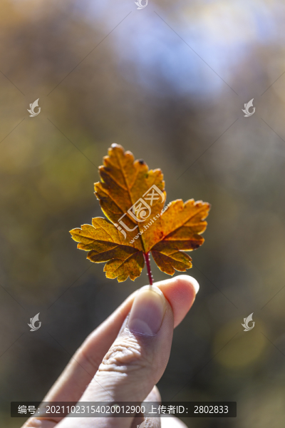 秋天森林中的紅葉