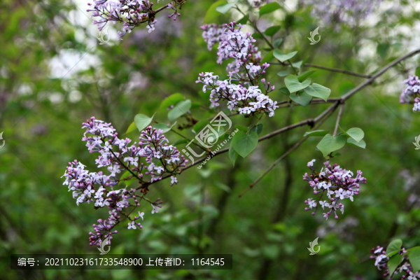 丁香花