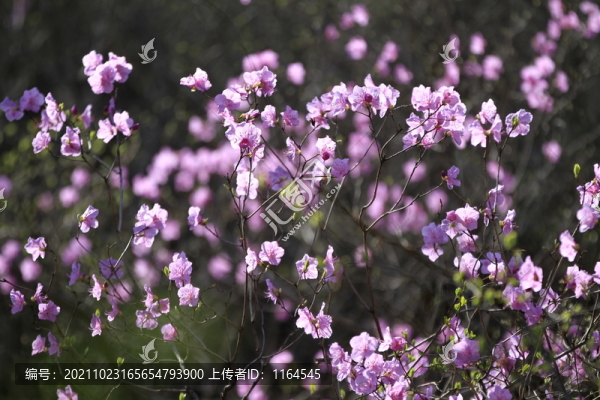杜鵑花