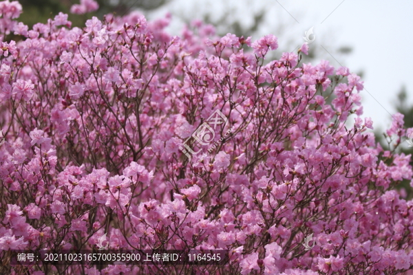 杜鵑花