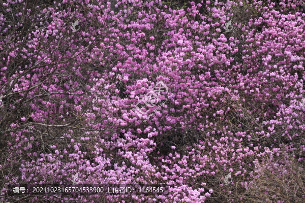 杜鵑花