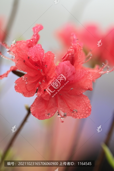 杜鵑花