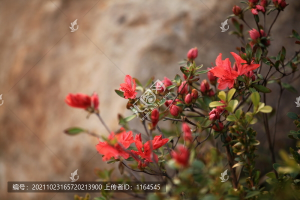 杜鵑花