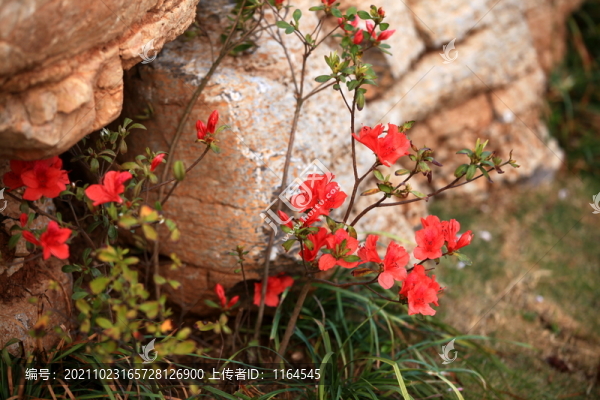 杜鵑花
