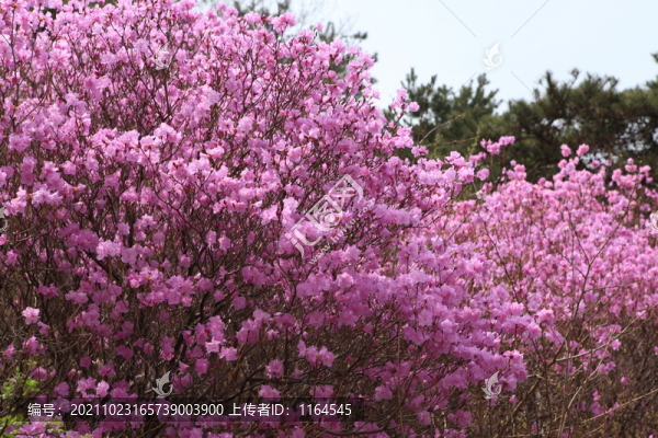 杜鵑花