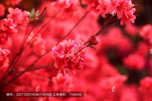 杜鵑花