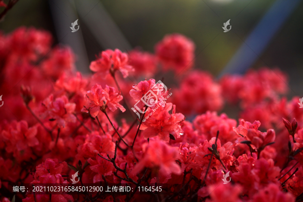 杜鵑花