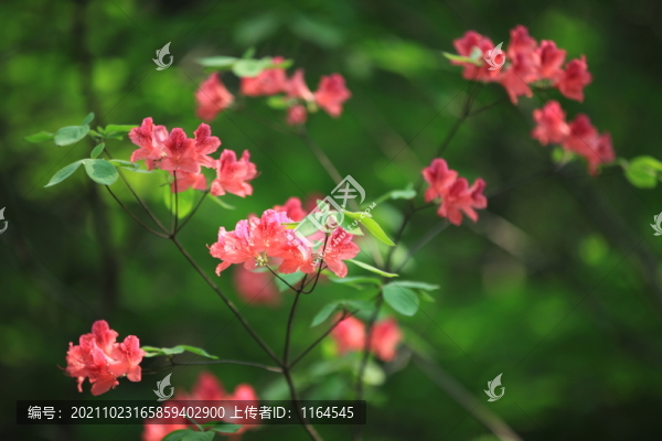 杜鵑花