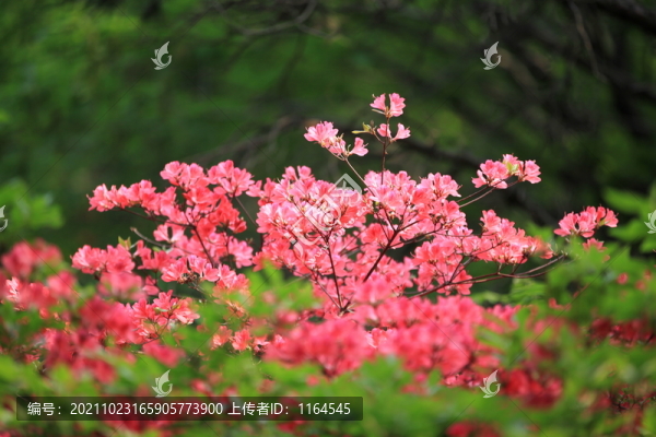 杜鵑花