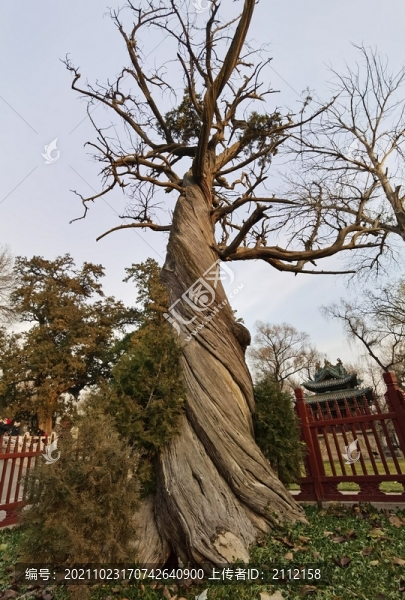 山西晉祠二千多年的古柏樹