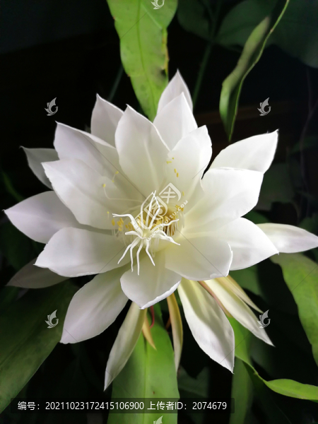 曇花