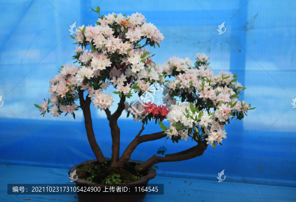 杜鵑花