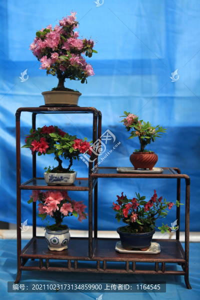 杜鵑花
