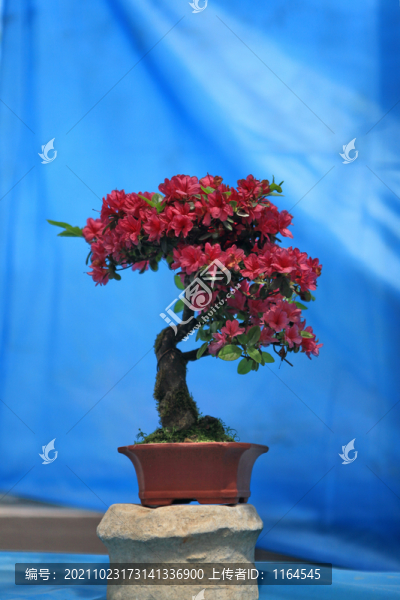 杜鵑花