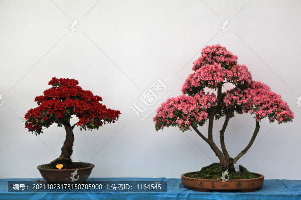 杜鵑花