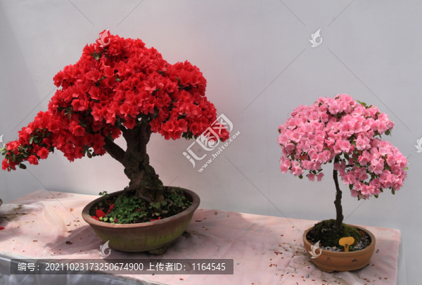 杜鵑花