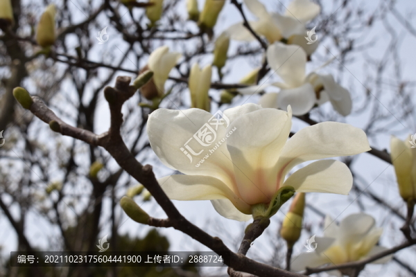 白玉蘭