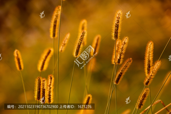 狗尾巴草