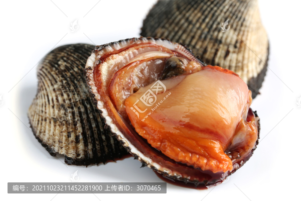 貝類