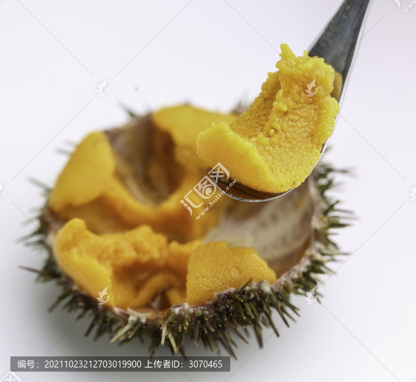 海膽