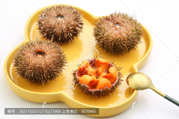 海膽