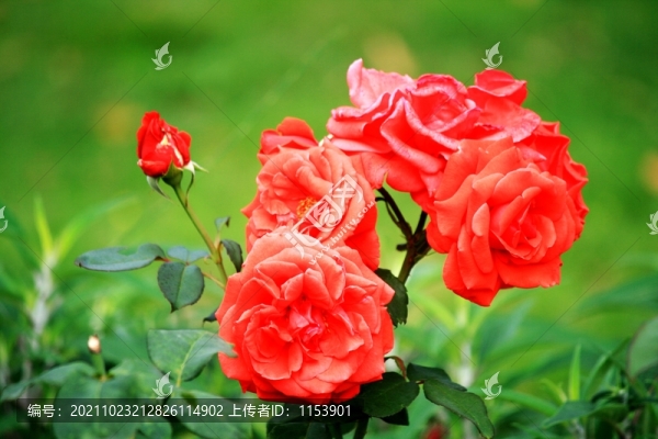 月季花