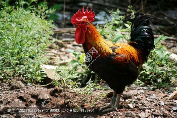 土公雞