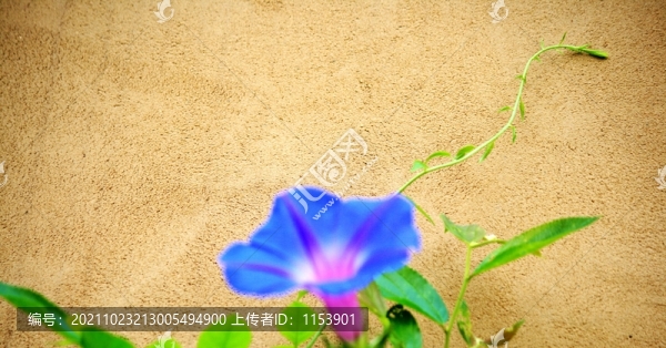 水泥墻