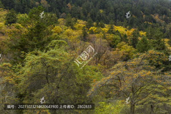 川西森林秋季黃葉彩林風(fēng)光