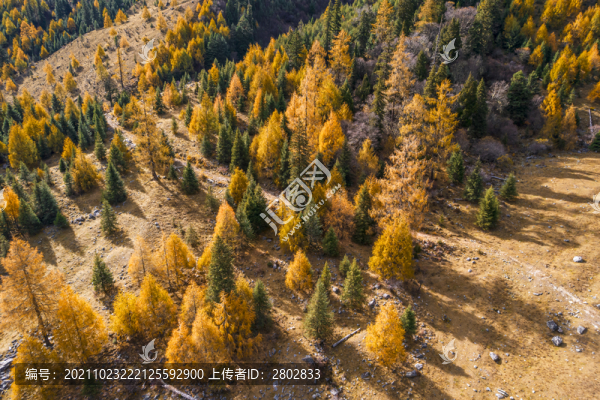 秋季川西四姑娘山森林風(fēng)光