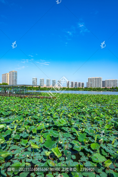 上海嘉定南翔留云湖風(fēng)光