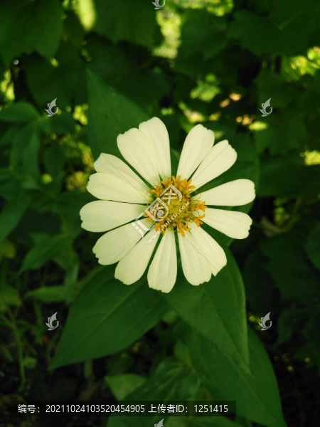 太陽花