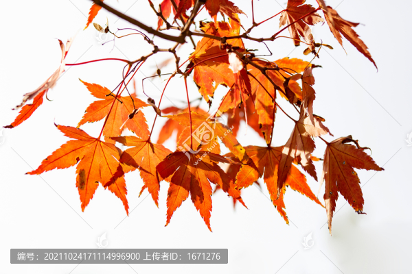 紅葉