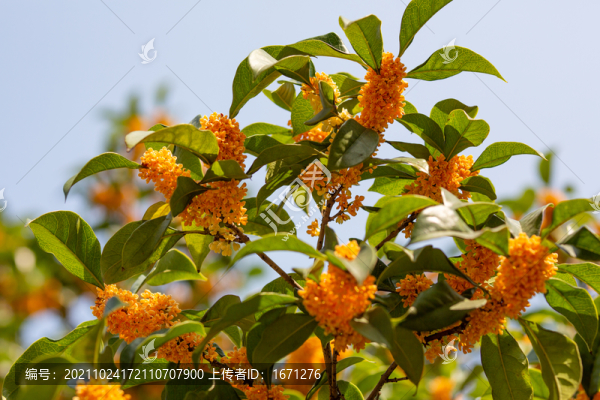 桂花